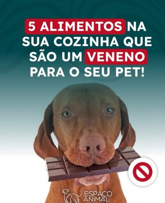 Post do Instagram da Espaço Animal listando 5 alimentos da cozinha tóxicos para cães e gatos